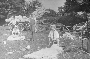 sheep shearing, fleeces on the wagon